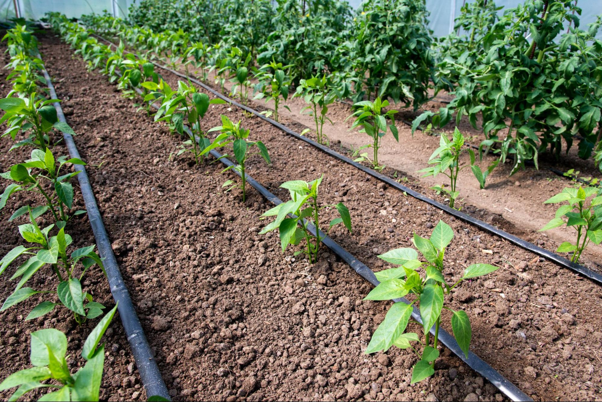 Rows of healthy young pepper plants in a greenhouse growing in soil with drip irrigation lines next to them