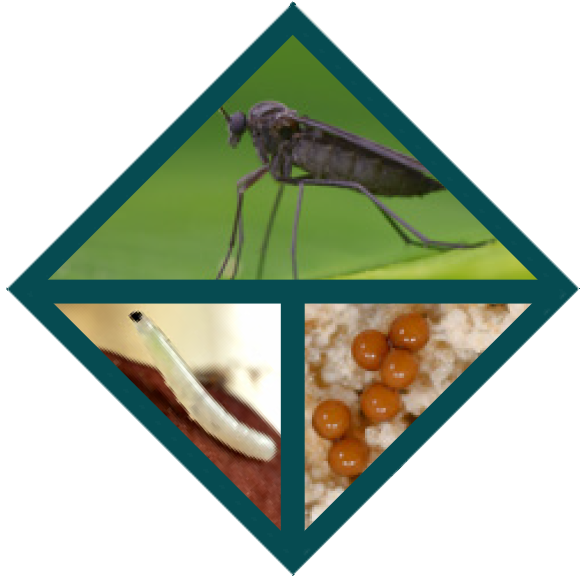 The life cycle of fungus gnats showing what eggs larva and adults