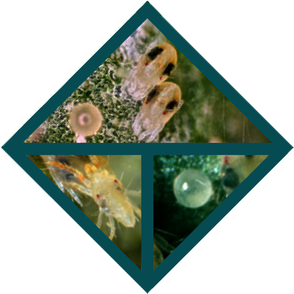 The life cycle of spider mites showing what eggs nymphs and adults