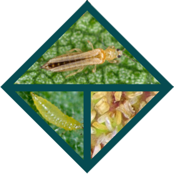 The life cycle of thrips showing what eggs larvae and adults
