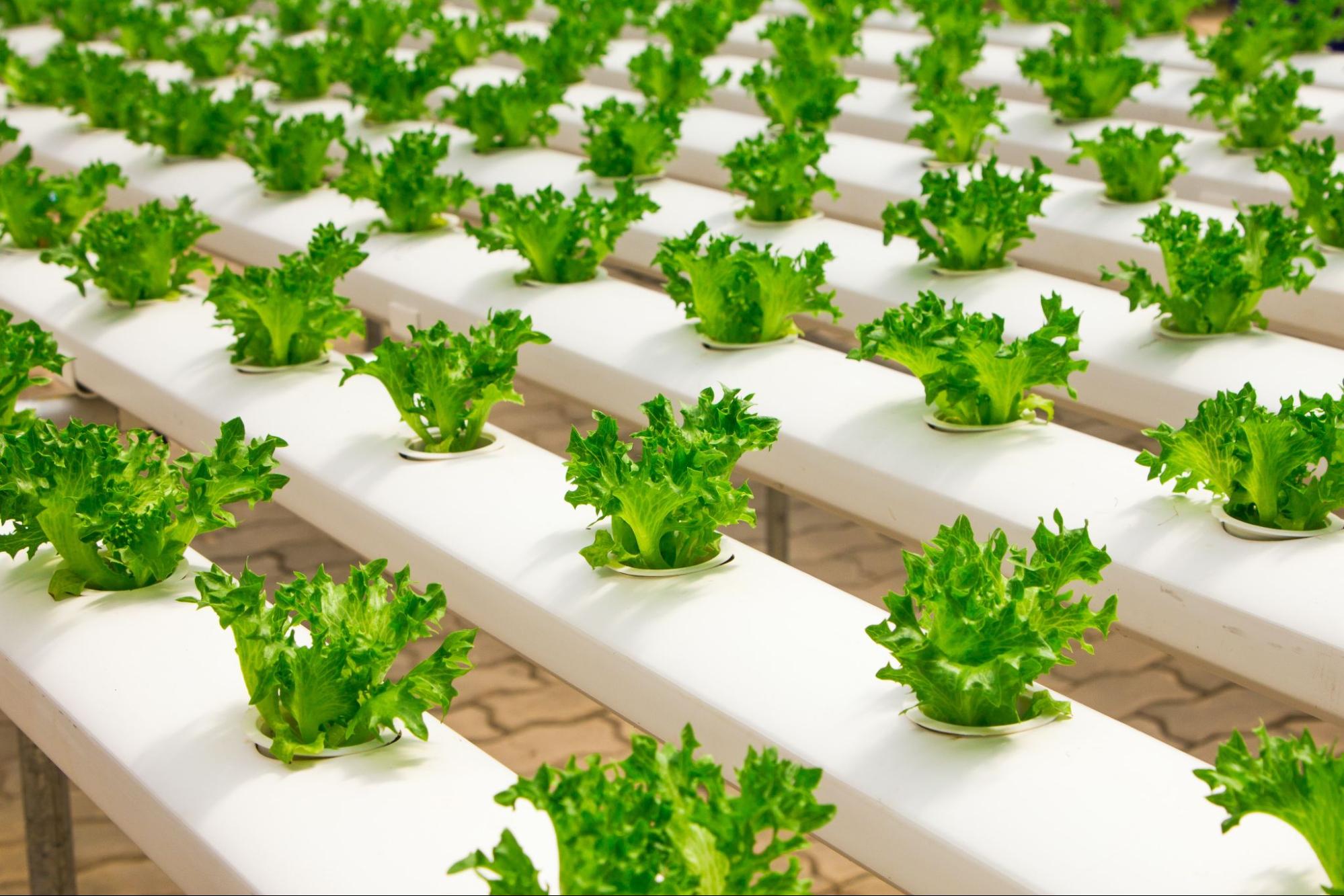 Rows of healthy green lettuce plants hydroponically grown indoors