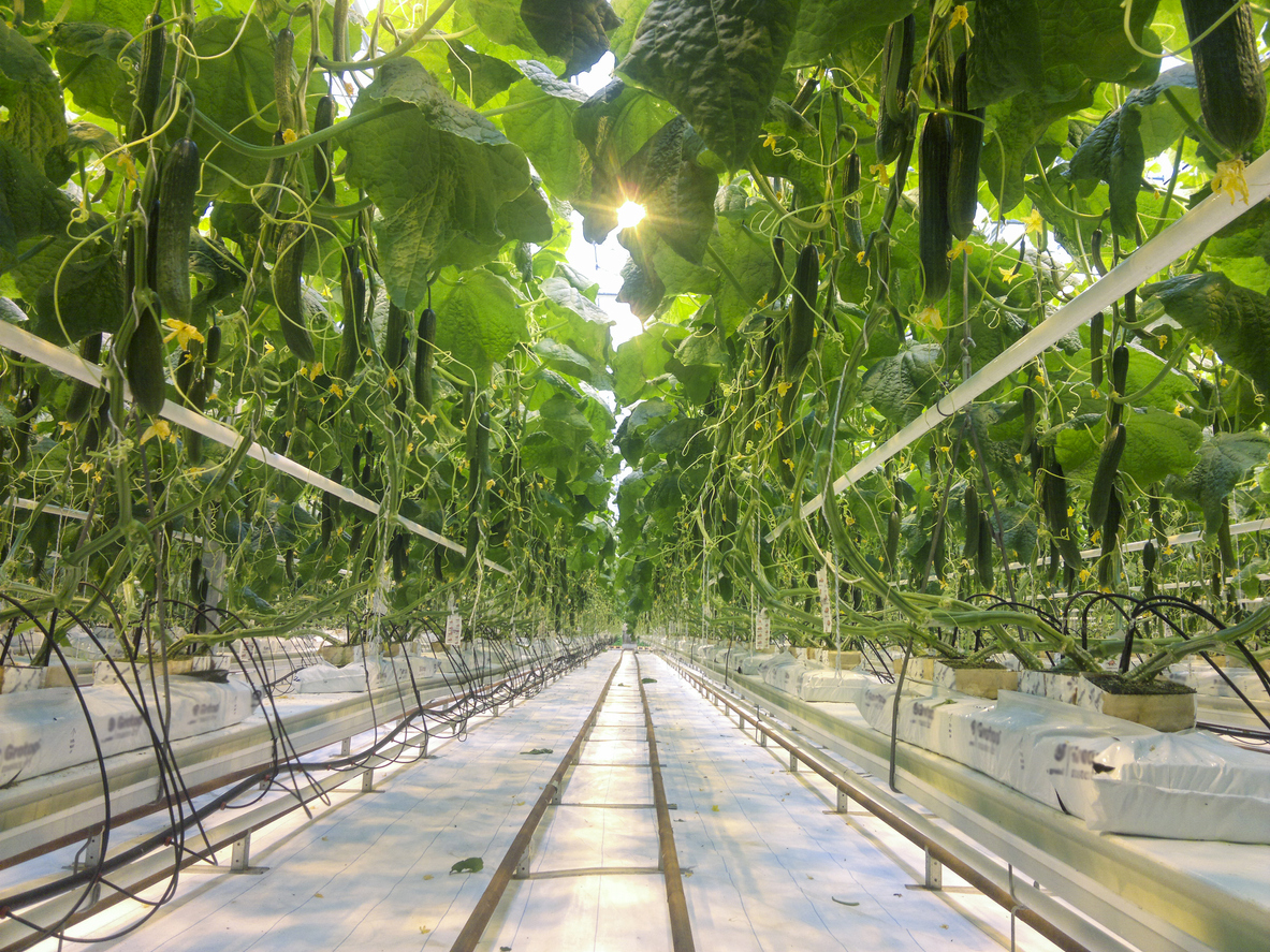 View from underneath canopy of rows of cucumber plants growing in soilless medium in an indoor facility