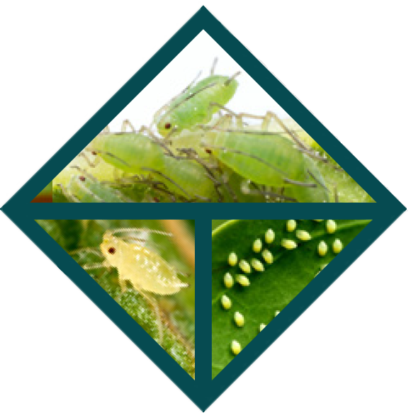 The life cycle of aphids showing what eggs nymphs and adults