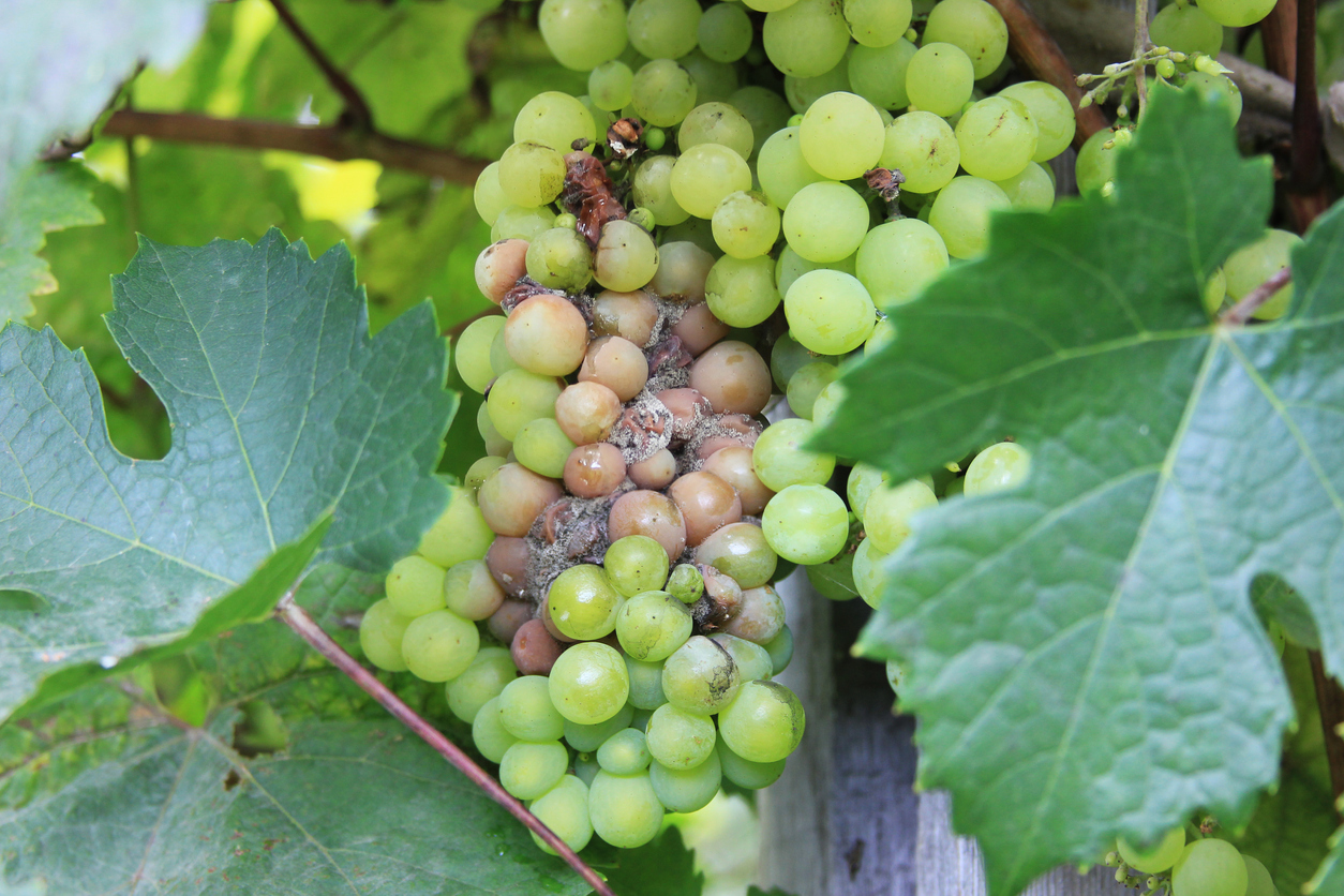 Botrytis