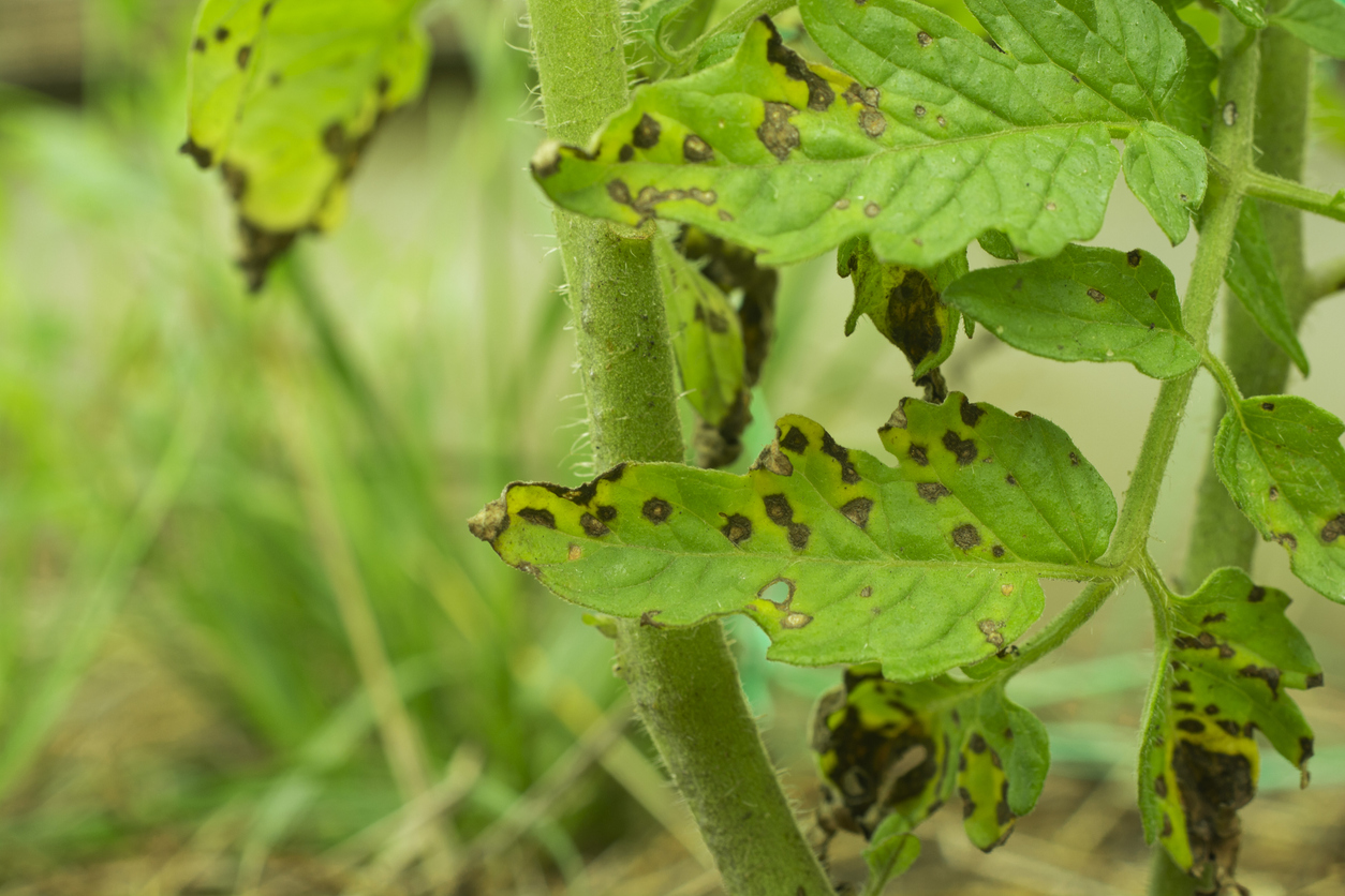 Septoria