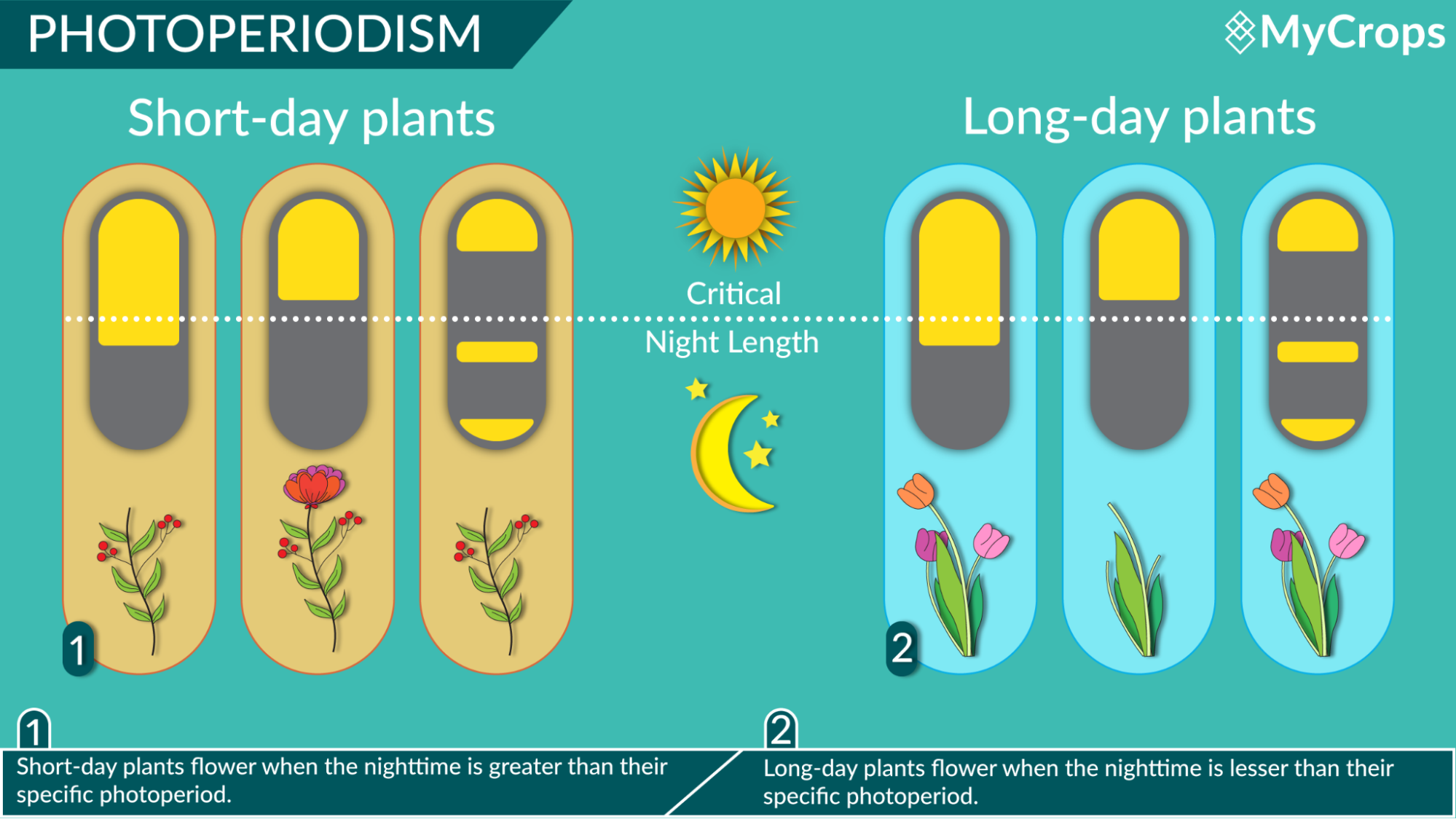 photoperiodism