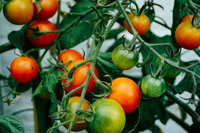 Harvest Timing