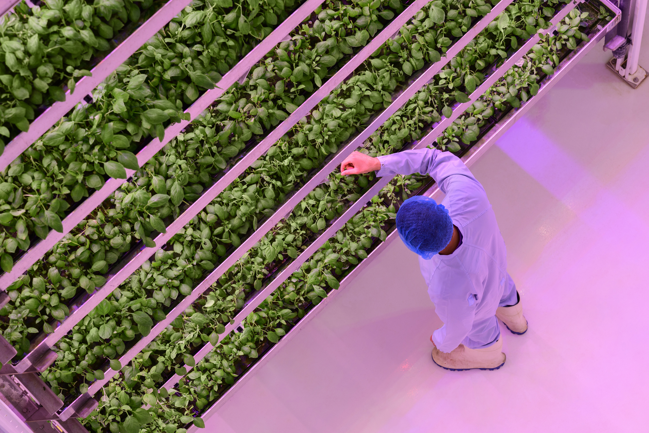 Farmer wearing boots white coat and hairnet checking plants in verticle indoor growing facility
